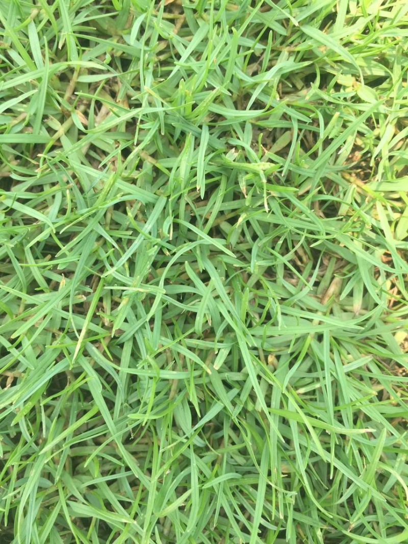 夏威夷草