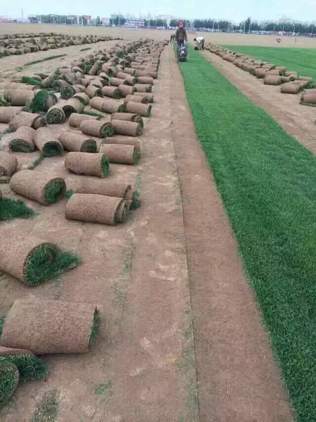 草皮价格
