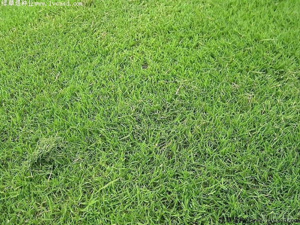夏威夷草：自然与生态的新篇章